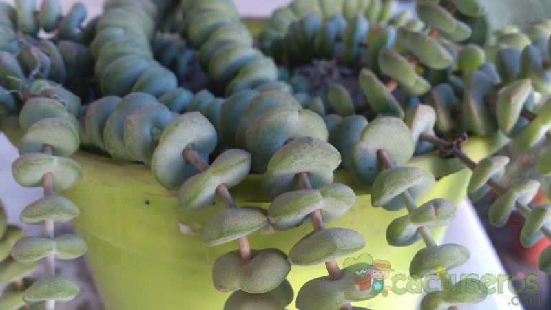 A photo of Crassula rupestris ssp. marnieriana