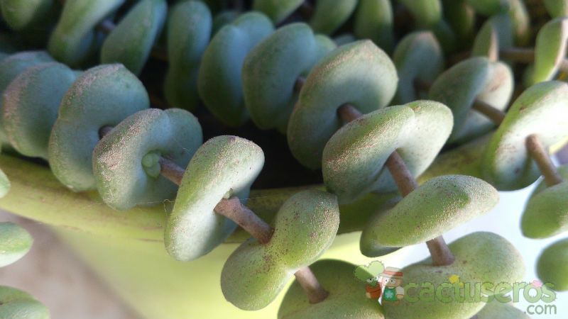 A photo of Crassula rupestris ssp. marnieriana