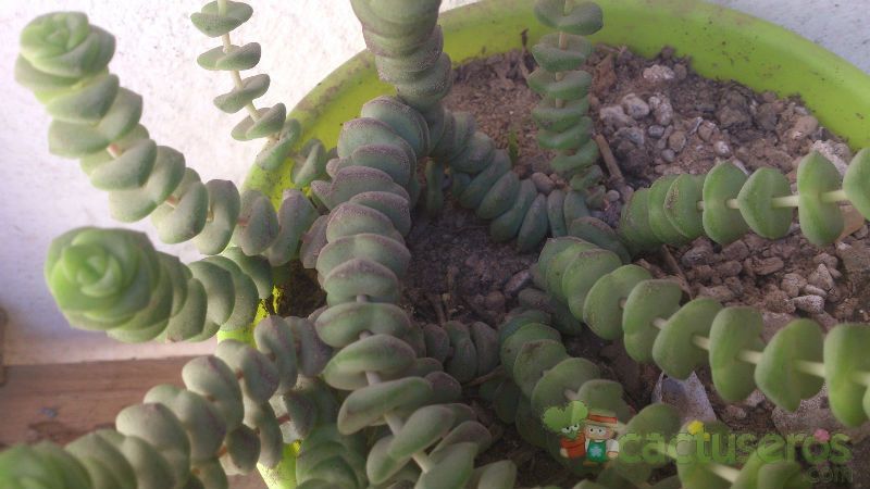 A photo of Crassula rupestris ssp. marnieriana