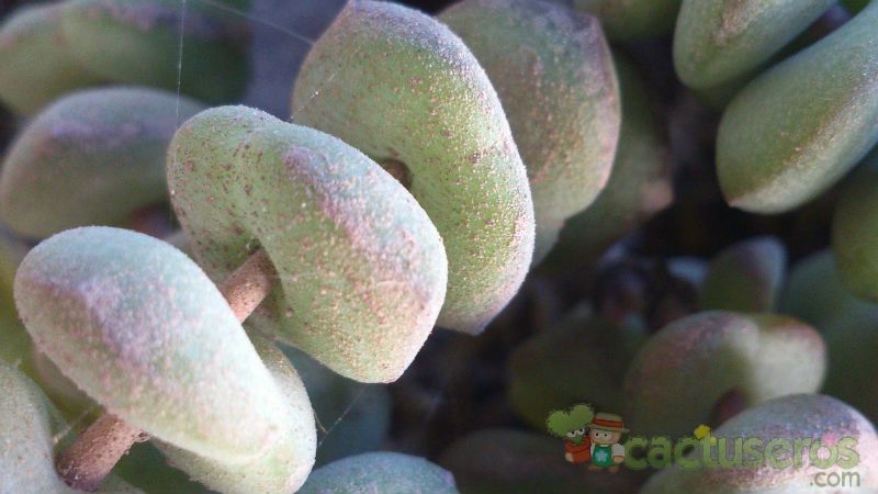 A photo of Crassula rupestris ssp. marnieriana