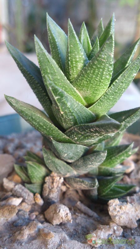 A photo of Haworthia x resendeana (HIBRIDO)