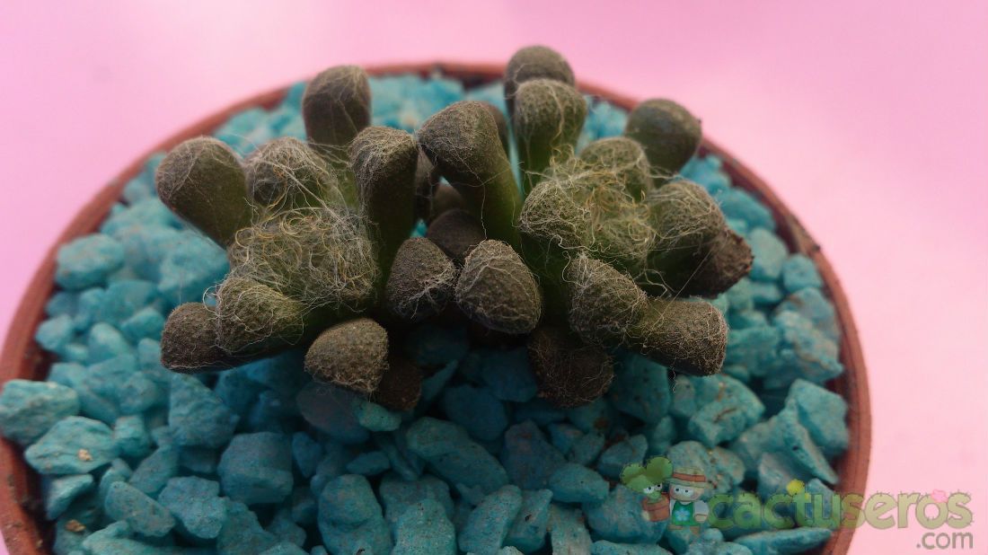 A photo of Anacampseros filamentosa