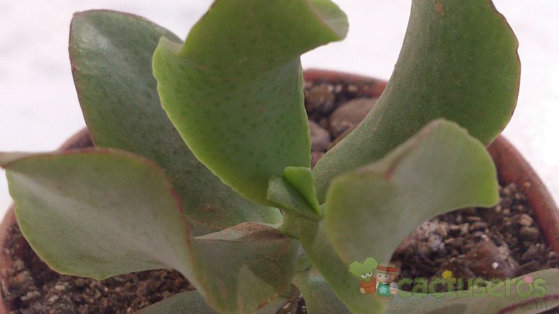 Una foto de Crassula arborescens fma. undulatifolia