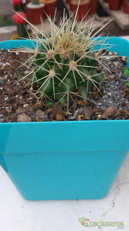 Una foto de Echinocactus grusonii