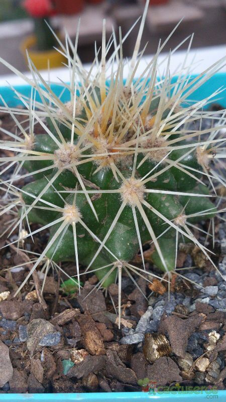 Una foto de Echinocactus grusonii