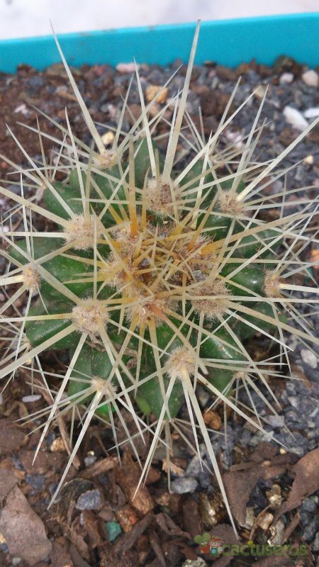 Una foto de Echinocactus grusonii