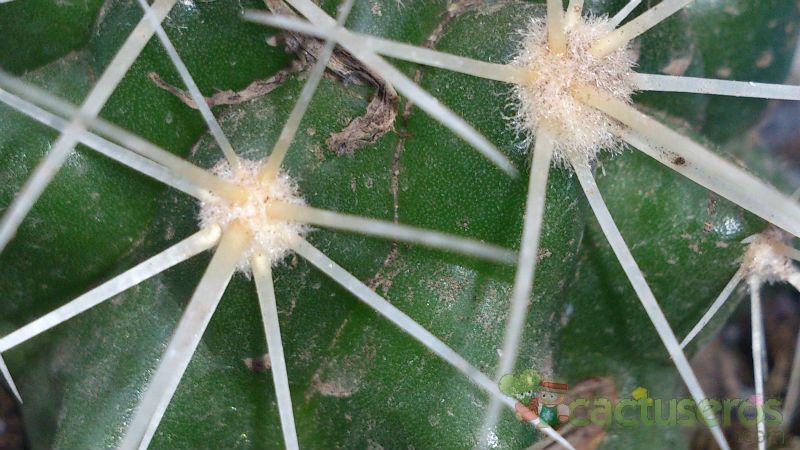 Una foto de Echinocactus grusonii