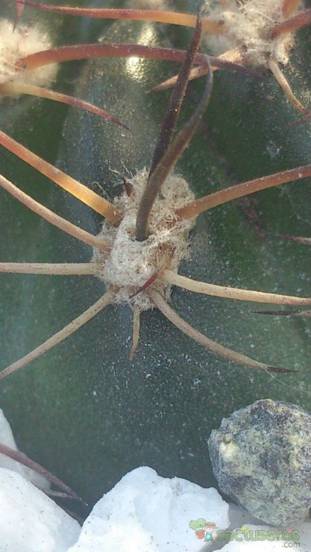 Una foto de Echinopsis ancistrophora subsp. cardenasiana