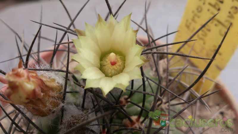 Una foto de Eriosyce subgibbosa ssp. clavata