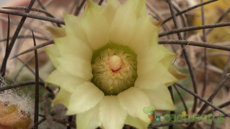 Una foto de Eriosyce subgibbosa ssp. clavata