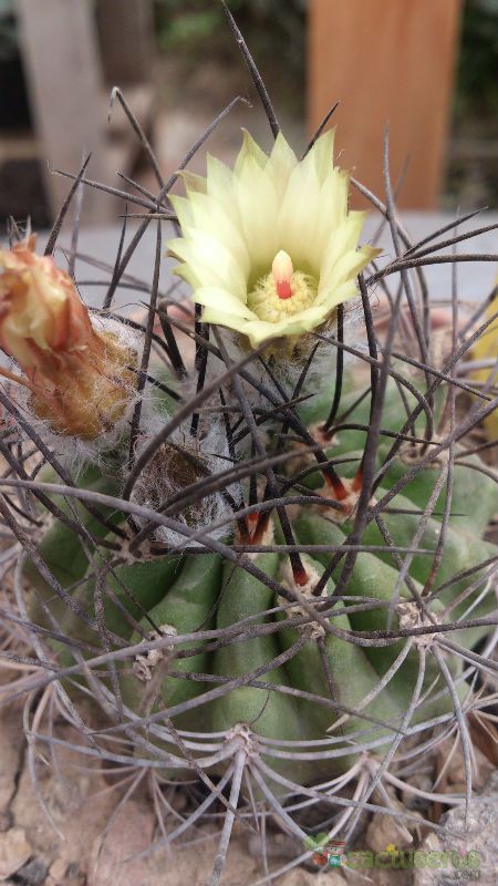 Una foto de Eriosyce subgibbosa ssp. clavata