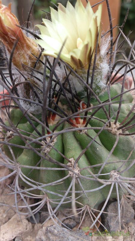 Una foto de Eriosyce subgibbosa ssp. clavata