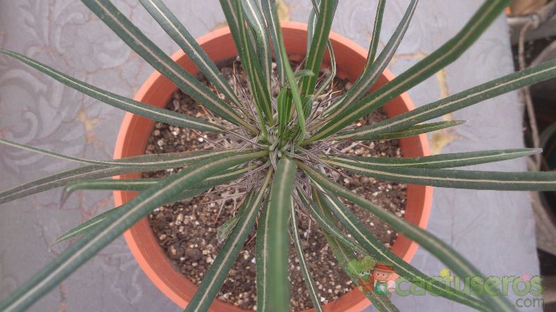 A photo of Pachypodium lamerei