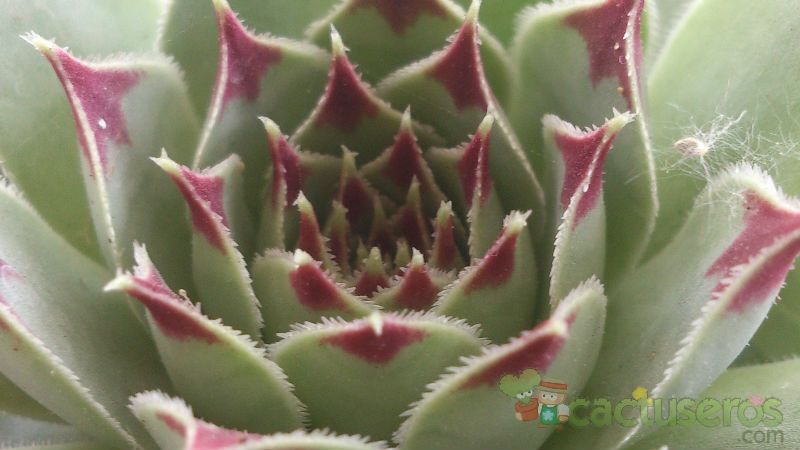 Una foto de Sempervivum calcareum