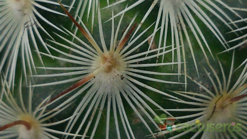 A photo of Mammillaria microhelia