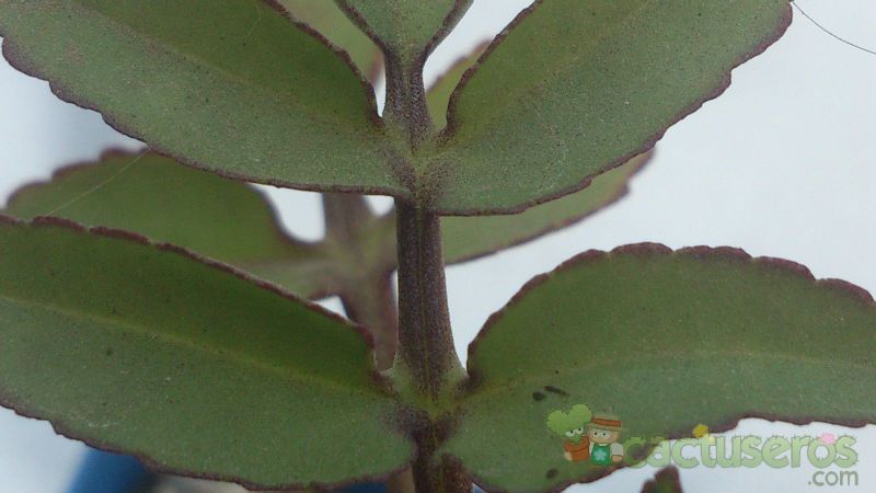 A photo of Bryophyllum proliferum  