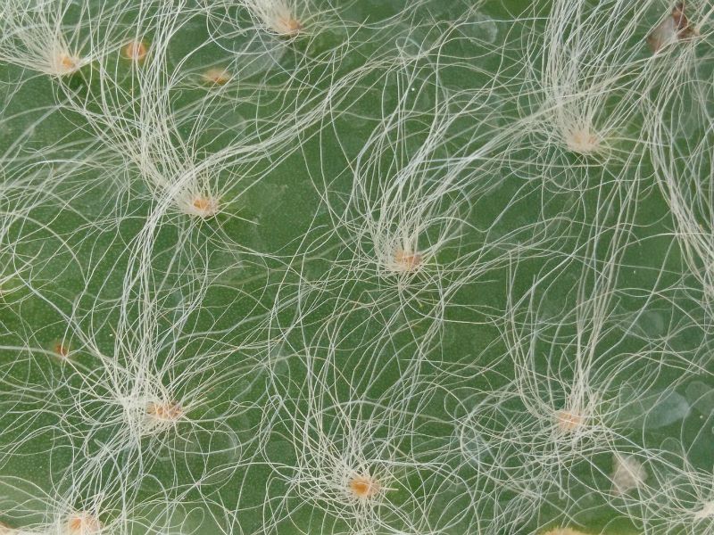 Una foto de Opuntia orbiculata