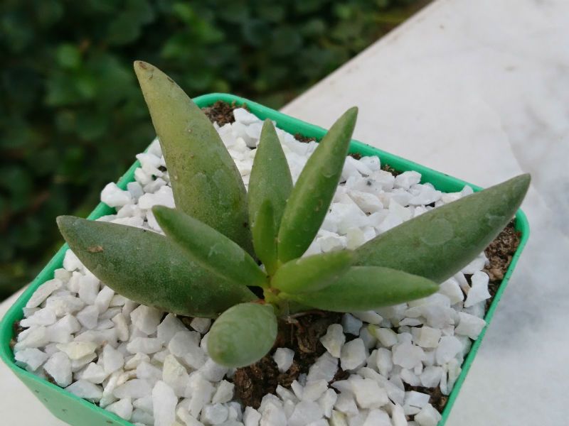 A photo of Adromischus filicaulis subsp. marlothii