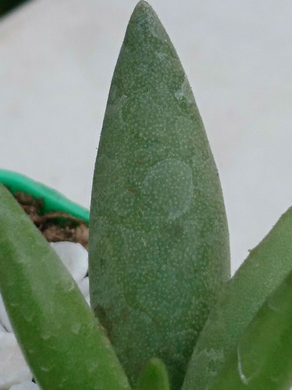 A photo of Adromischus filicaulis subsp. marlothii