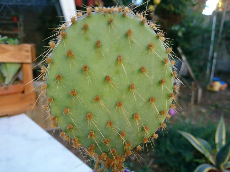 A photo of Opuntia aciculata
