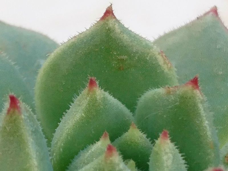 Una foto de Echeveria kircheriana ( E. derenbergii x E. pulvinata) (HIBRIDO)