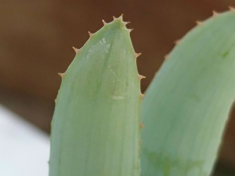 A photo of Aloe krapohliana