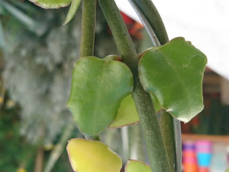 A photo of Ceropegia sandersonii  
