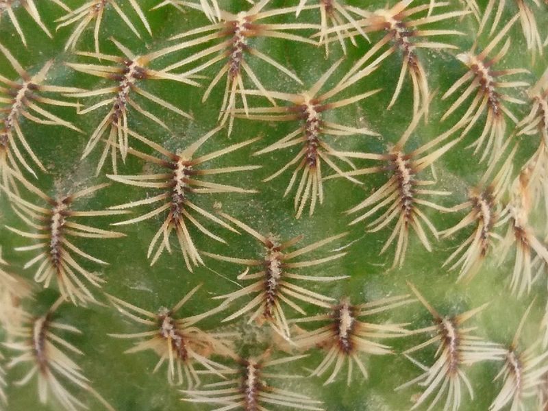 A photo of Sulcorebutia steinbachii