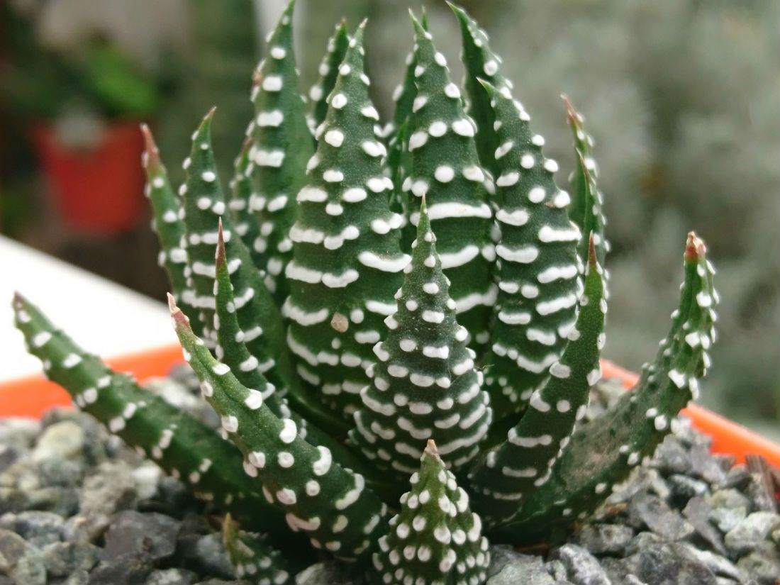 A photo of Haworthia reinwardtii f. zebrina