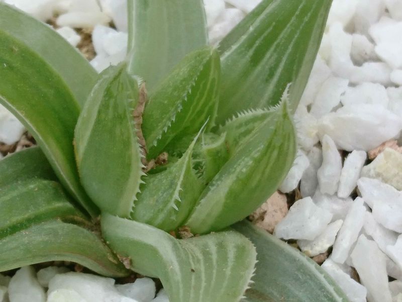A photo of Haworthia magnifica var. acuminata
