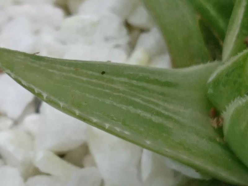 A photo of Haworthia magnifica var. acuminata