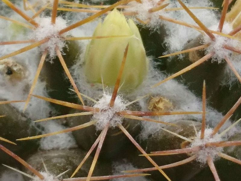 A photo of Mammillaria flavescens var. nivosa