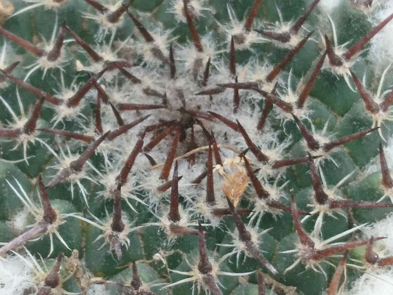 Una foto de Mammillaria chionocephala