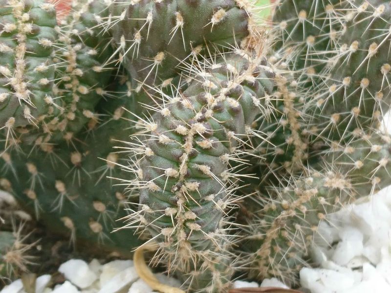 Una foto de Cylindropuntia fulgida fma. crestada