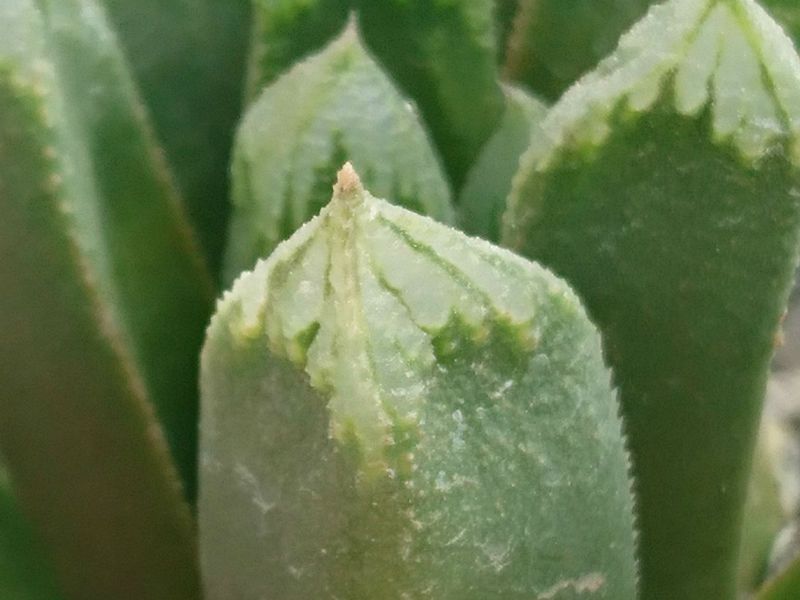 Una foto de Haworthia truncata cv. Harry Johnson