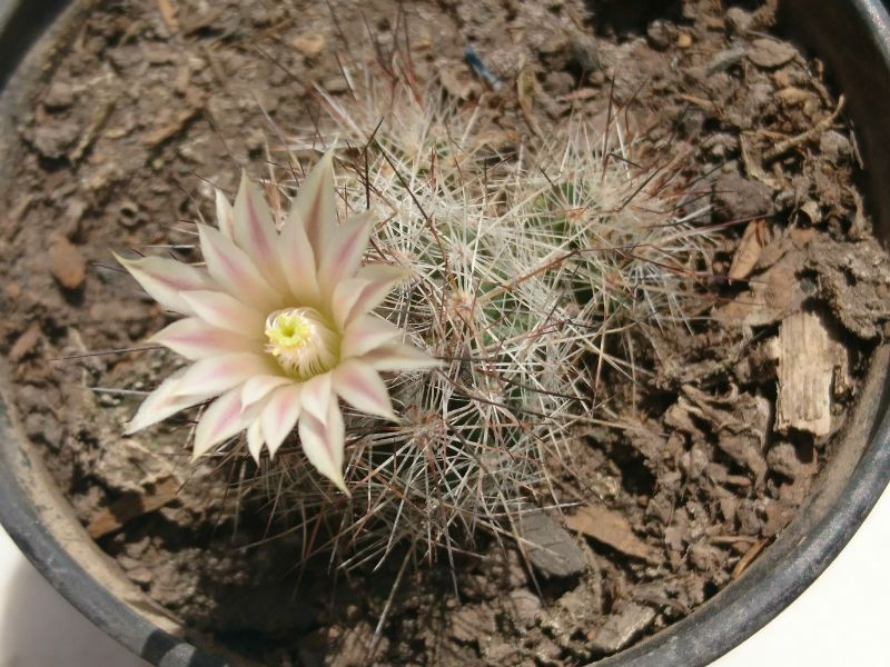 Una foto de Escobaria zilziana