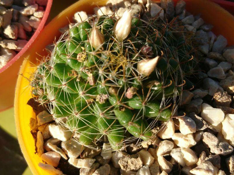 A photo of Mammillaria crinita ssp crinita