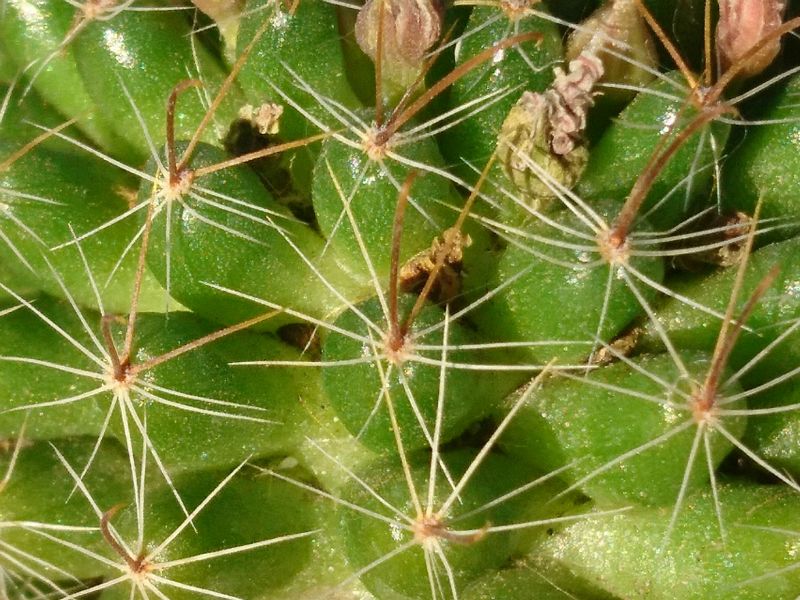 A photo of Mammillaria crinita ssp crinita