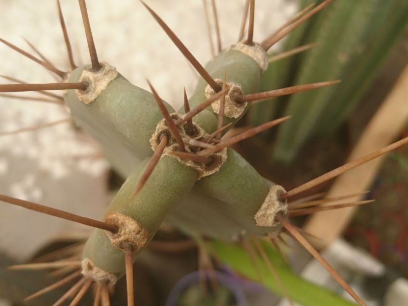 Una foto de Cereus argentinensis