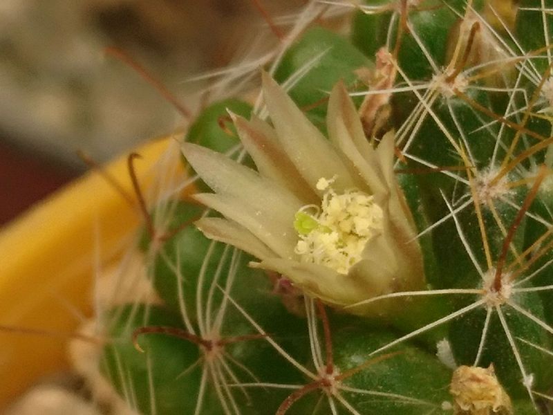 A photo of Mammillaria crinita ssp crinita