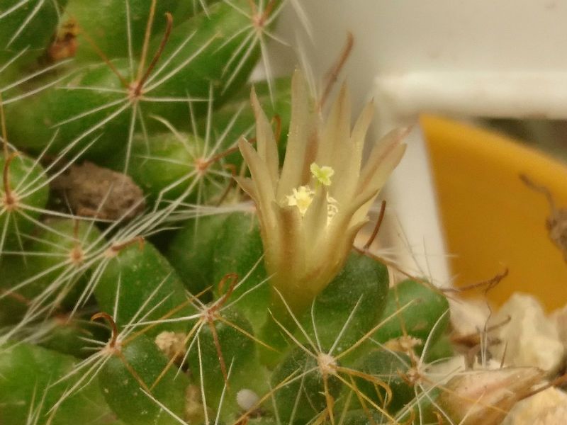 A photo of Mammillaria crinita ssp crinita