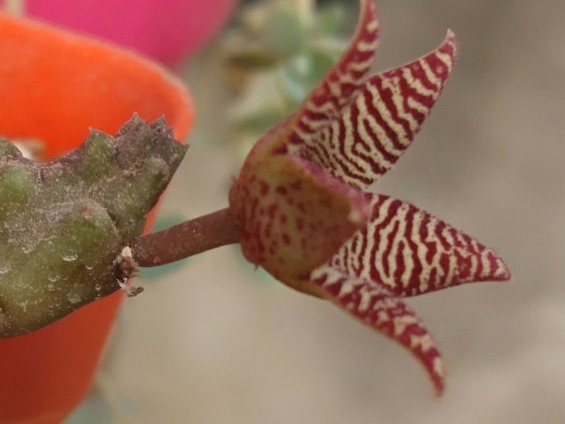 A photo of Piaranthus geminatus