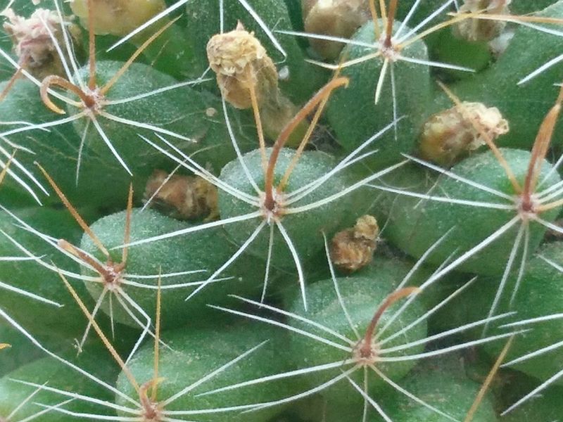 A photo of Mammillaria crinita ssp crinita