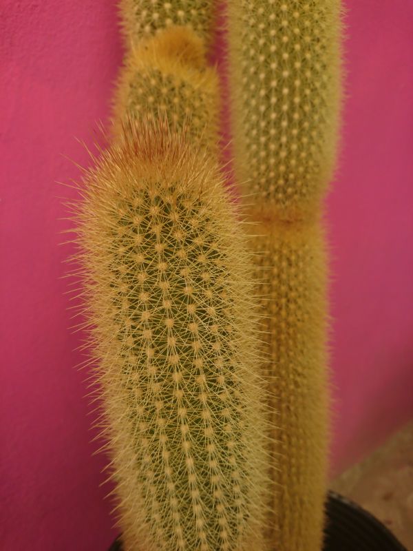 Una foto de Weberbauerocereus johnsonii