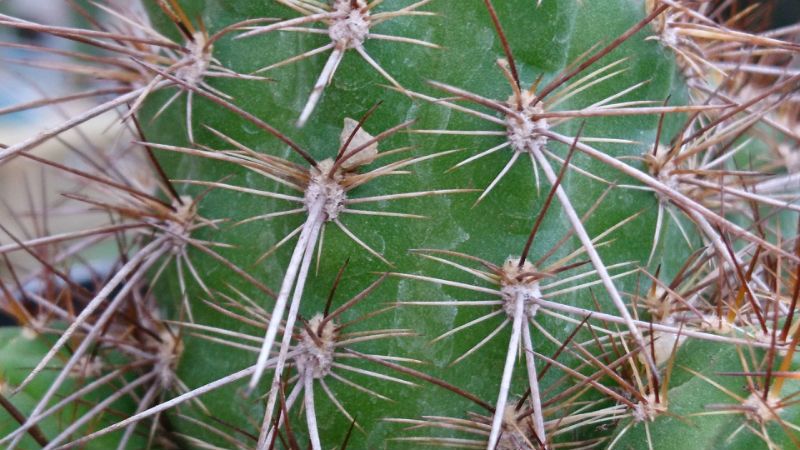 Una foto de Echinopsis saltensis