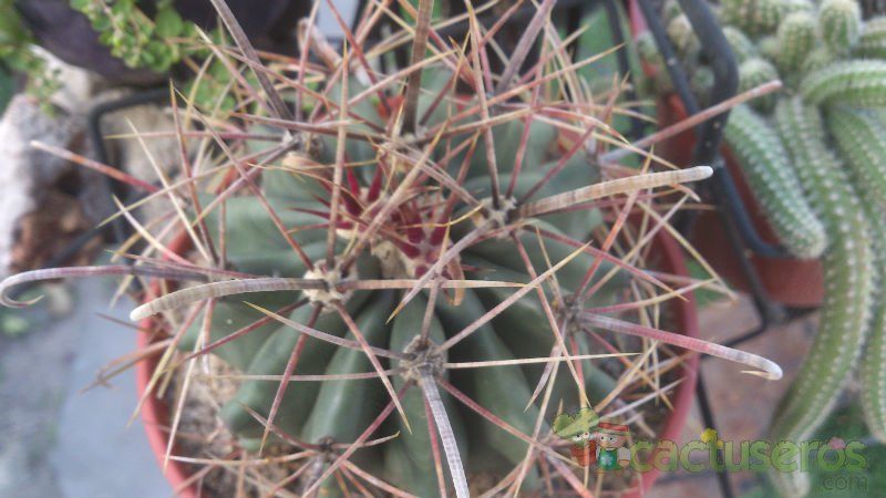 Una foto de Ferocactus cylindraceus subsp. lecontei 