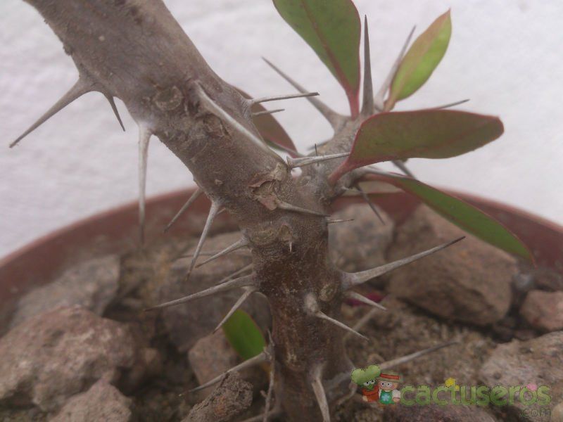 A photo of Euphorbia milii var. milii