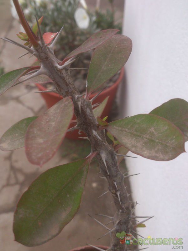 A photo of Euphorbia milii var. milii