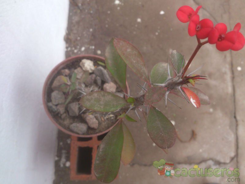 A photo of Euphorbia milii var. milii