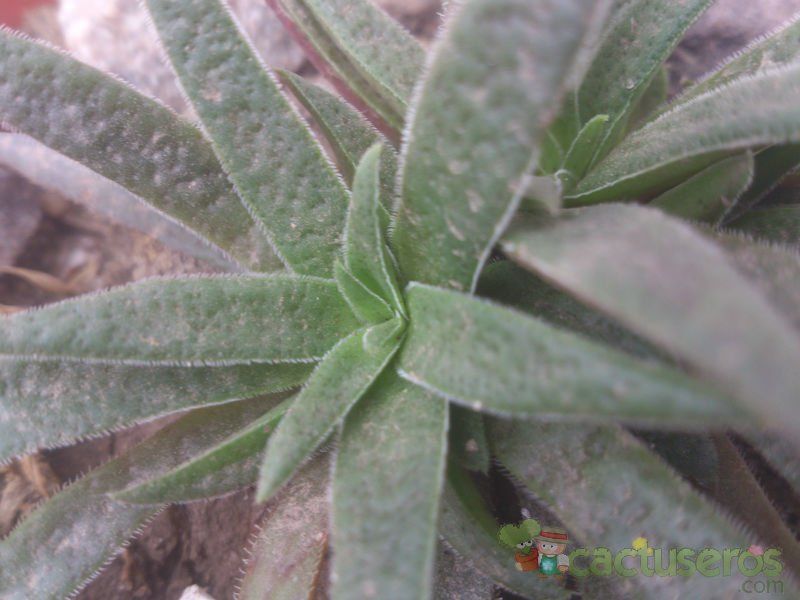 A photo of Crassula exilis ssp. schmidtii